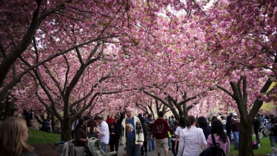 Sakura Matsuri