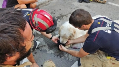 Rescatan a un perro encerrado tres días en un balcón, al sol, sin agua ni comida